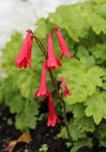 Ourisia coccinea - 8cm pot 